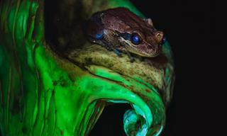 Estas Fotos Premiadas Cambiarán Tu Forma De Ver La Naturaleza