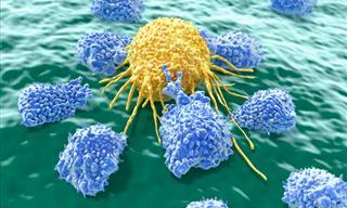 Científicos Encuentran Un Interruptor Para Eliminar Las Células Cancerosas
