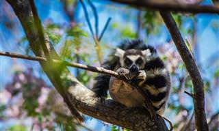 La Increíble Madagascar En 16 Fotos Especialmente Bellas