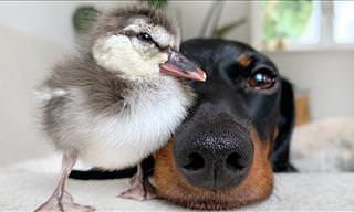 Una Amistad Peculiar Entre Dos Mascotas Muy Diferentes