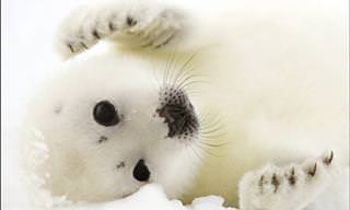 11 Adorables Animales Polares Que Alegrarán Tu Corazón