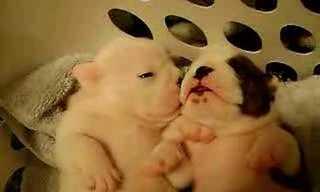 Momentos Dulces: ¡Dos Adorables Cachorritos Soñando!
