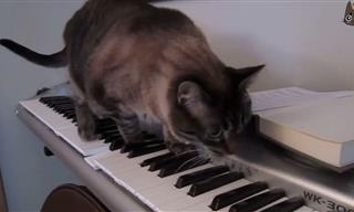 Gatos Contra Pianos: La Divertida Batalla Para Acabar Con Todas Las Batallas