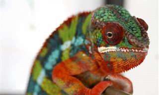 10 Criaturas Extrañas Que Son Únicas De Madagascar