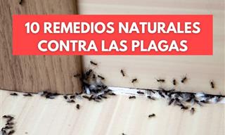 Control Natural De Plagas - 10 Maneras De Deshacerse De Varias Plagas