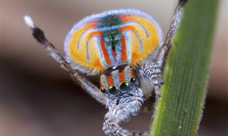 Estos Podrían Ser Los Insectos Más Bellos Del Mundo.