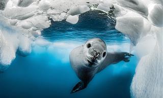 ¡Las Fotos Submarinas Más Asombrosas De La Historia!