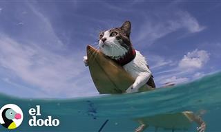 ¿Un Gato Al Que Le Gusta El Surf? - ¡Increíble!