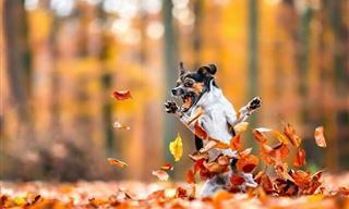 Celebrando La Belleza Canina: 15 Increíbles Fotografías Ganadoras