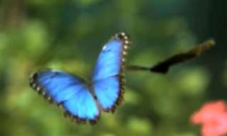 ¡Te Invitamos a Vivir Un Día En El Mundo De Las Mariposas!