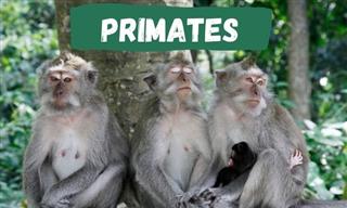 PRIMATES:  ¡Ponte a Prueba Sobre los Monos y Los Simios!