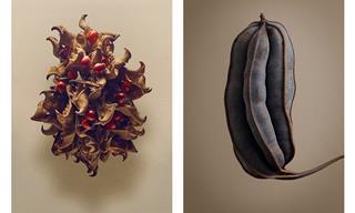 Estas Fotos De Semillas y Frutas Son Obras De Arte