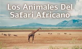El Test Del Safari Africano