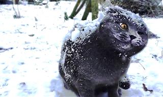 ¡Adorables y Divertidos Gatos Jugando En La Nieve!