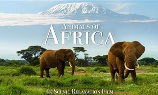 ¡Impresionante Video De Los Animales Salvajes De África!