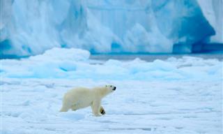 Datos Que Quizás No Sabías Sobre El Oso Más Grande Del Mundo