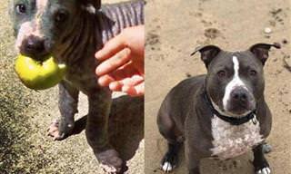 Lindas Fotos De Animales Antes y Después De Ser Adoptados
