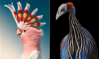 14 Hermosos Retratos De Aves Raras Del Fotógrafo Tim Flach