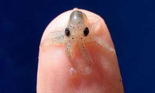 Criaturas Adorables Del Fondo Del Mar