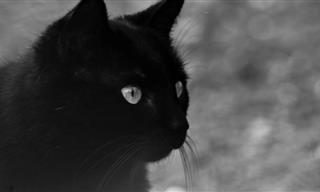 Los Agüeros y Creencias  Sobre  Los Gatos Negros