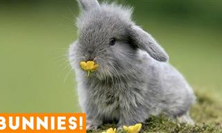 ¡Estos Adorables Conejitos Lograrán Que Tu Día Brille!