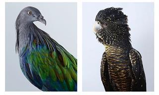 16 De Los Retratos De Pájaros Más Preciosos Que Jamás Hayas Visto