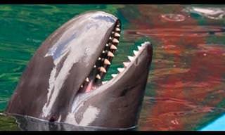 Por Qué Los Tiburones Le Temen a Los Delfines
