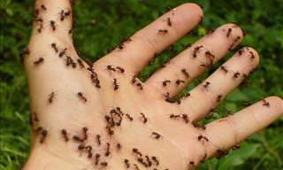 5 Picaduras De Insectos a Las Que Deberías Prestar Atención
