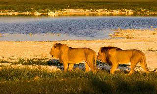 El Parque Etosha En Namibia En Un Increíble Video En 4K