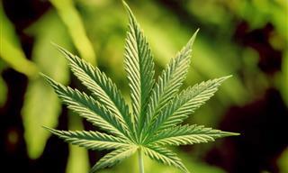 El Cambio Que Ha Experimentado El Cannabis a Lo Largo De La Vida