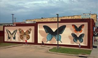 Maravillosos Murales De Mariposas De Mantra Globally
