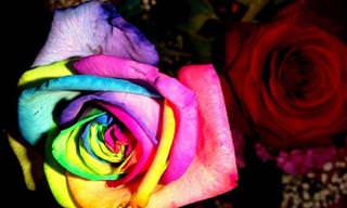 ¡Qué Curioso! El Significado De Las Rosas Según Su Color