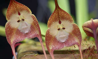 La Sorprendente Orquídea Cara de Mono