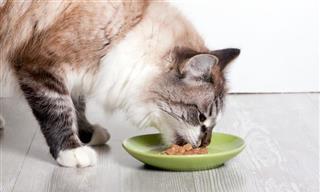 Cómo Alimentar a Tu Gato De Manera Correcta