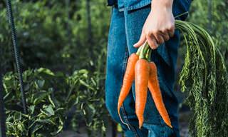 Guía: ¡Te Damos Muchos Motivos Para Comer Zanahorias!