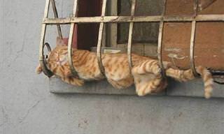 Los Gatos Pueden Dormir En Cualquier Rincón
