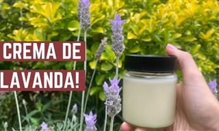 Prepara Tu Propia Crema De Lavanda 100% Natural