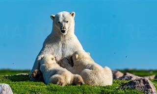 Enternecedora Vida De Una Familia De Osos Polares