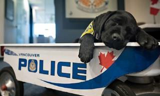 ¡Conoce El Nuevo Lote De Cachorros Policías Más Lindos!