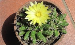 15 Tipos De Cactus Ideales Para Tener En Casa