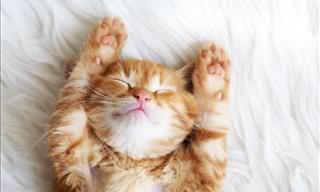 Tu Dosis Te Ternura Ha Llegado Con Estas Adorables Mascotas