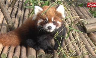 Momentos Dulces: Un Día Con Los Cachorros De Panda Rojo