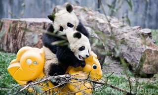 La Adorable Guardería De Pandas De Chengdu