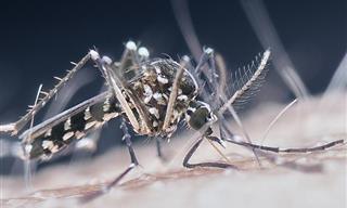 El Dengue y El Aumento De Casos En Latinoamérica