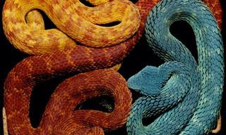 Un Fotógrafo Retrata La Exótica Belleza De Las Serpientes