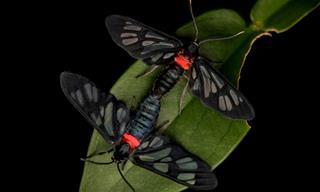 17 Imágenes Que Revelan El Reino Secreto De Los Insectos De Indonesia