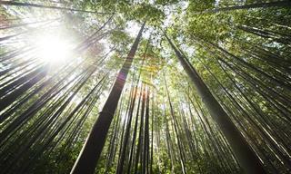 Inspiracional: 8 Lecciones De Vida Que Podemos Aprender Del Bambú