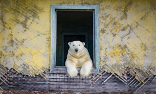 Fotógrafo Capta Imágenes De Osos Polares En Una Estación Abandonada