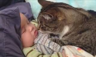 Gatos y Bebés: ¡No Existe Nada Más Tierno!