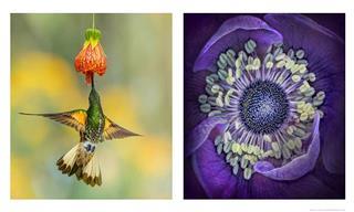 Este Concurso Celebra La Belleza Botánica: 15 Fotos Maravillosas